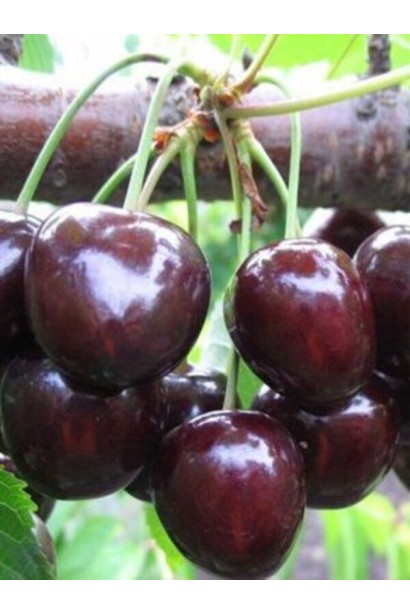 Сочные ягоды вишни великоплодной после дождя.